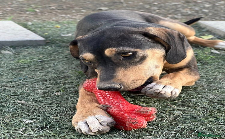 Mixed Breed dogs - Advert 10