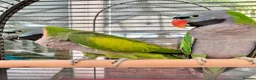 Parakeets birds for sale: Derbyan lord derby parakeet in Oldham - Advert 4