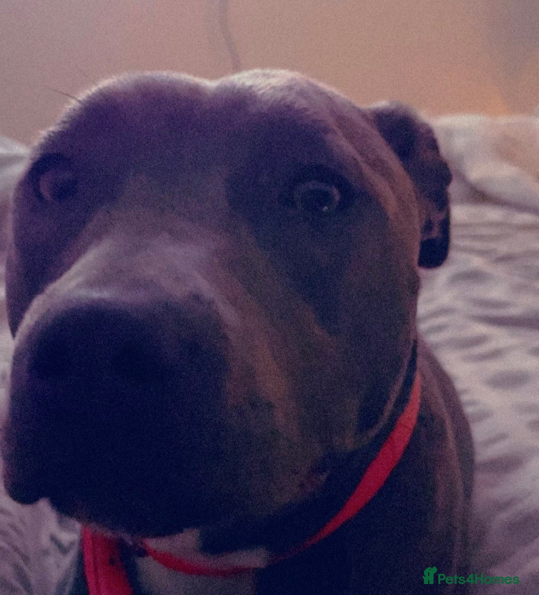 Staffordshire Bull Terrier dogs for sale: Blue staffy puppy girl  - Image 2