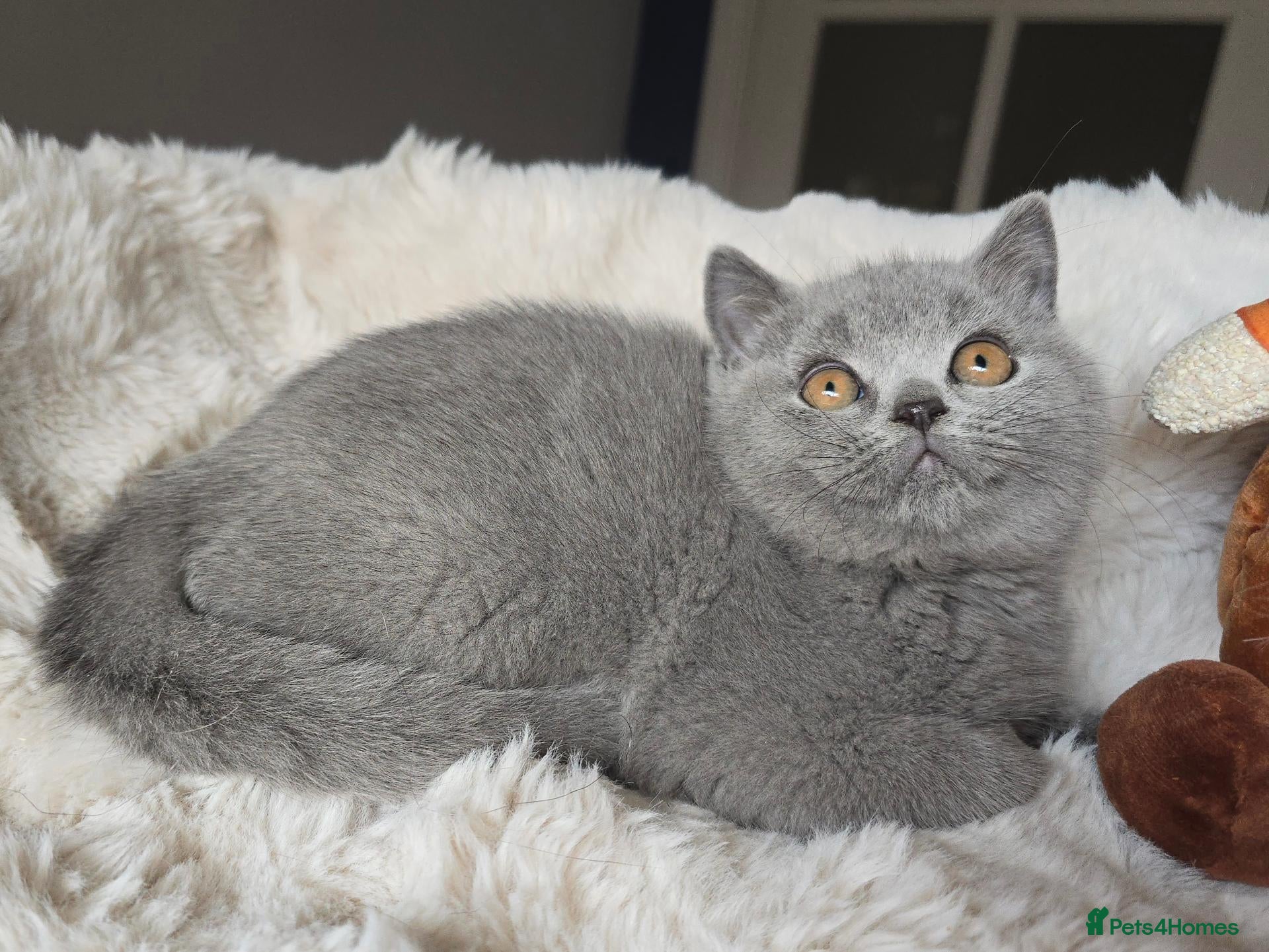 British Shorthair cats Champion Lines British Shorthair Kittens  - Advert 1