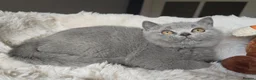 British Shorthair cats for sale: Champion Lines British Shorthair Kittens  - Advert 8