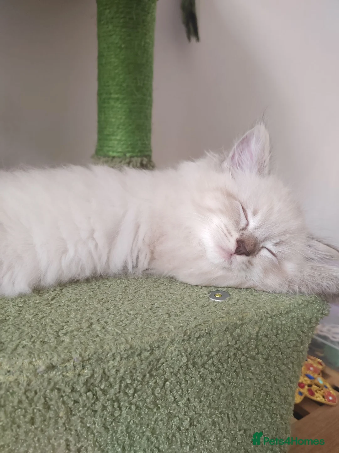 Ragdoll cats for sale: Adorable Ragdoll x Siberian mix kittens - Advert 23