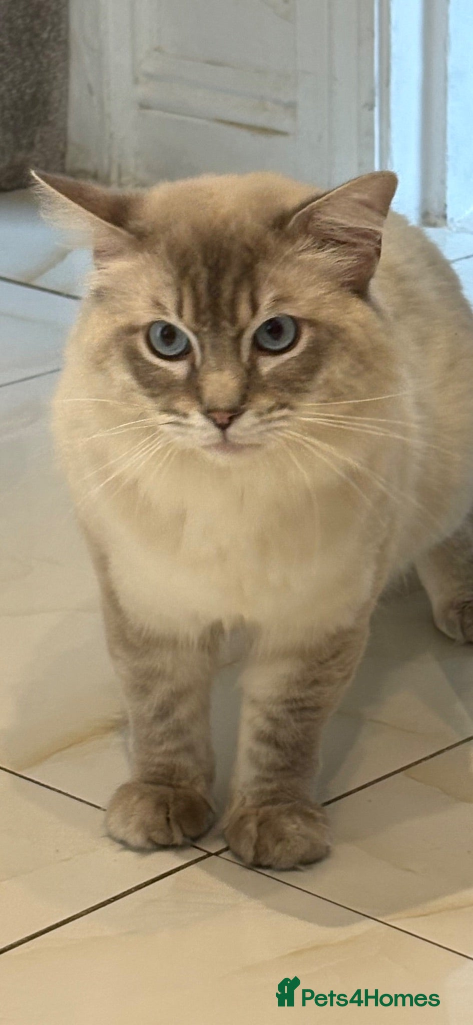 Ragdoll cats GCCF registered Ragdoll Stud  - Advert 1