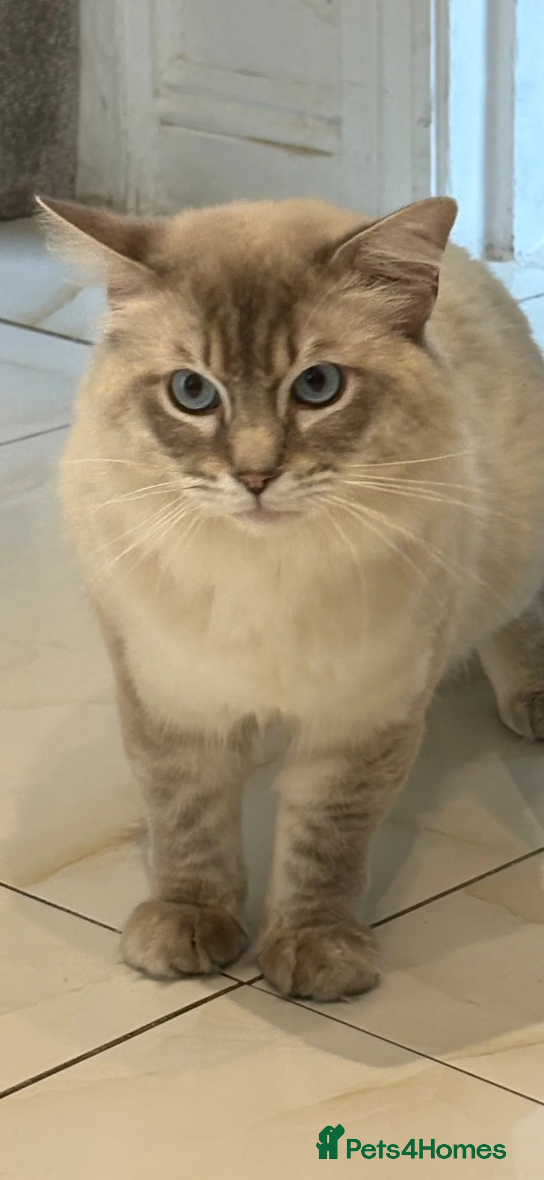 Ragdoll cats for stud: GCCF registered Ragdoll Stud  - Advert 1
