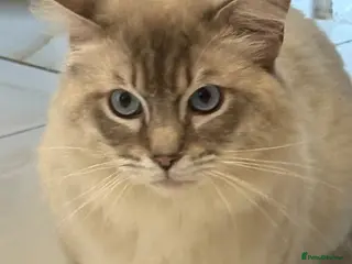 Ragdoll cats GCCF registered Ragdoll Stud - Advert 1