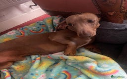 Miniature Dachshund dogs for sale: Pra clear mini smooth dachshund pups - Image 16