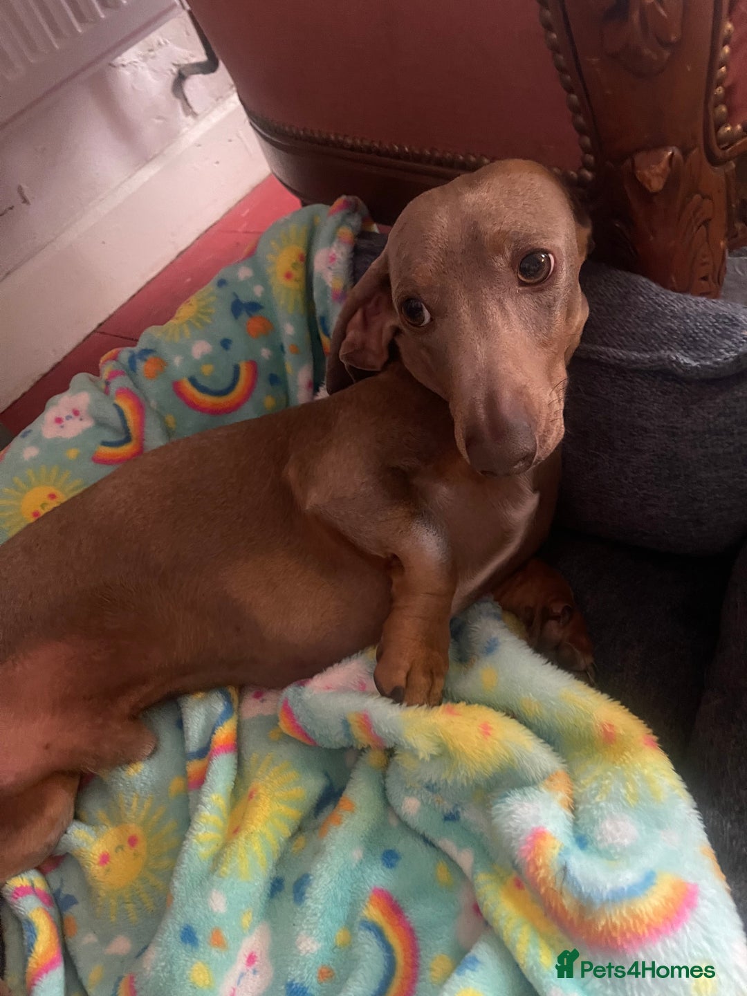 Miniature Dachshund dogs for sale: Pra clear mini smooth dachshund pups - Image 16