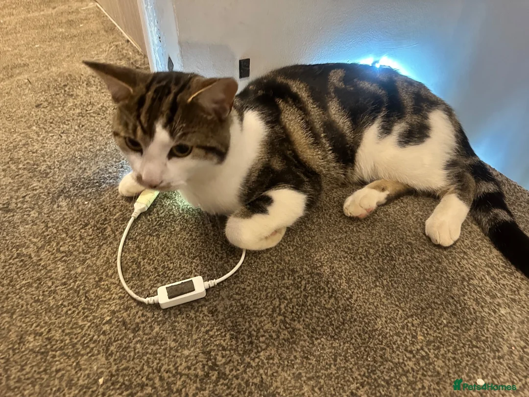 Mixed Breed cats for sale: Boy cat 1 year old free  in Stevenage - Advert 2
