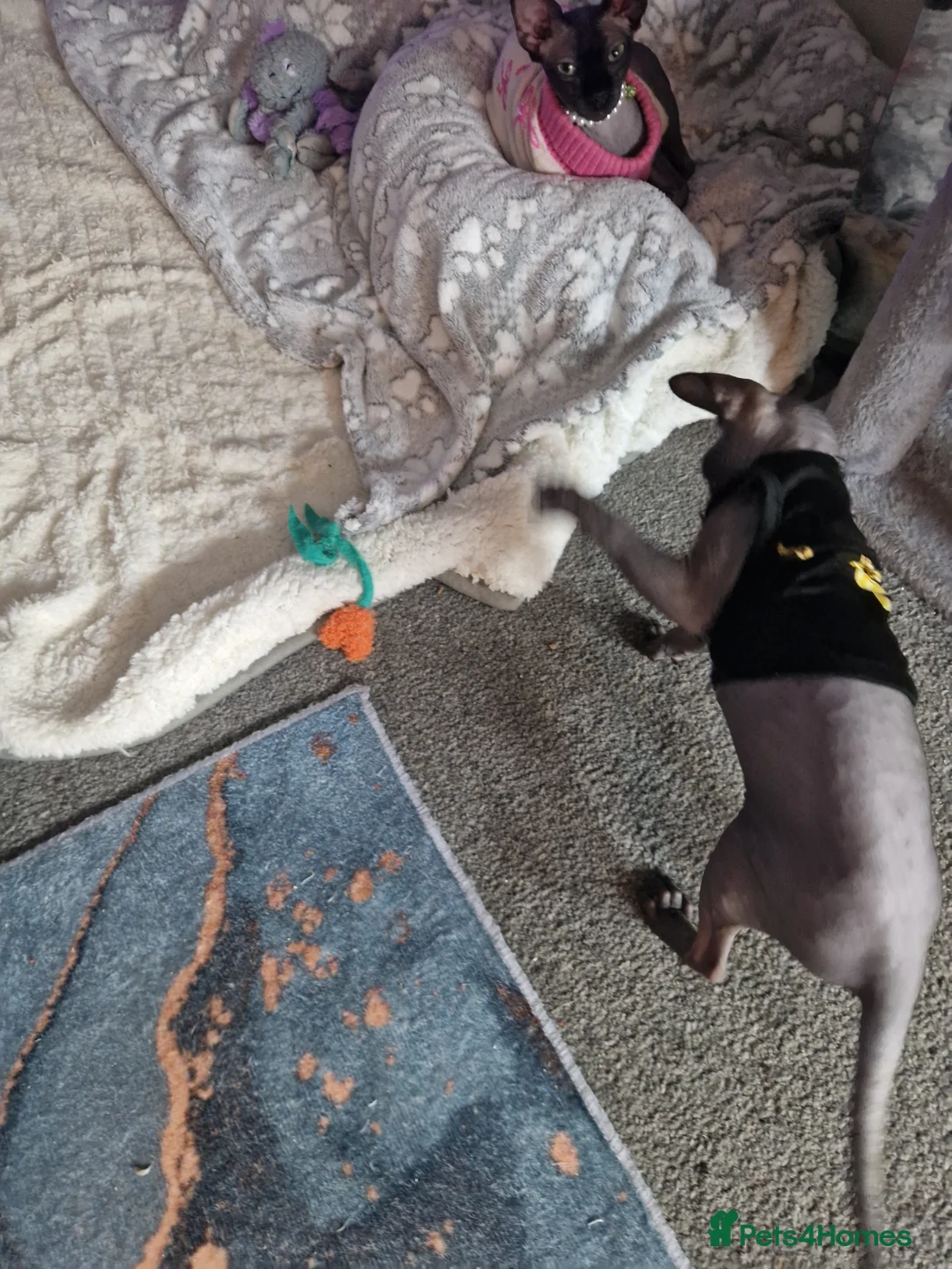 Sphynx cats for sale: Canadian Sphynx kittens - Advert 17