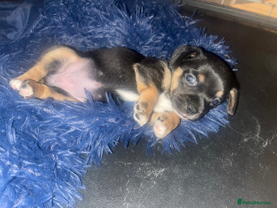 Chiweenie dogs for sale: Chi-weenies  - Image 2