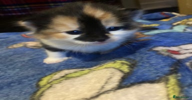 Mixed Breed cats - Advert 12