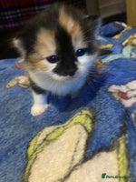 Mixed Breed cats - Advert 6