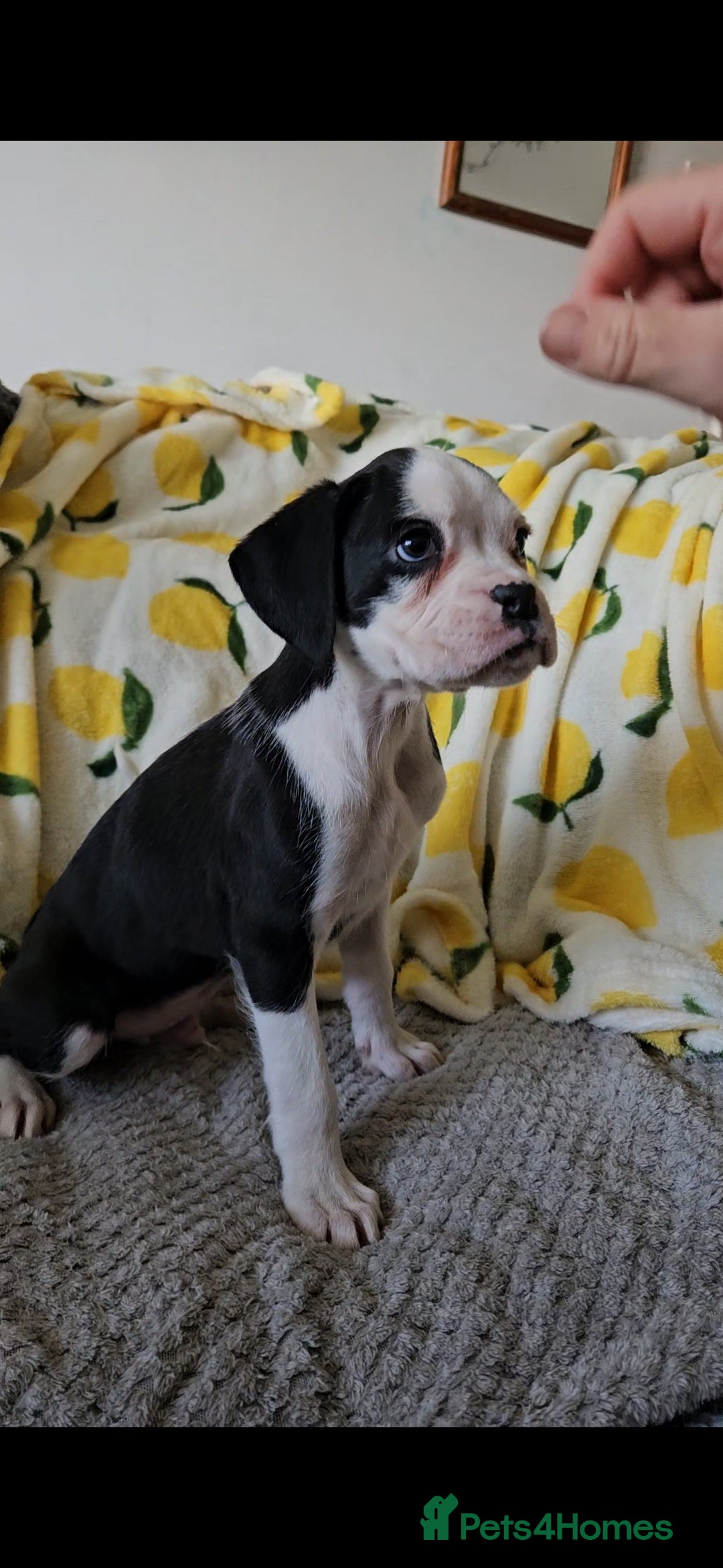 Boxer dogs for sale: READY NOW Kc reg sealed brindle fully vac  - Image 28