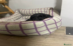 Cockapoo dogs for sale: Very Similar to the cockapoo Sproodle puppies - Image 11