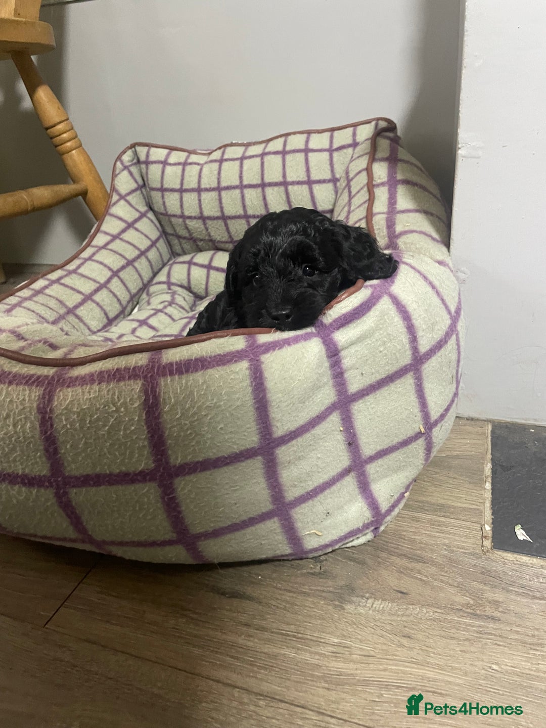 Cockapoo dogs for sale: Very Similar to the cockapoo Sproodle puppies - Image 11