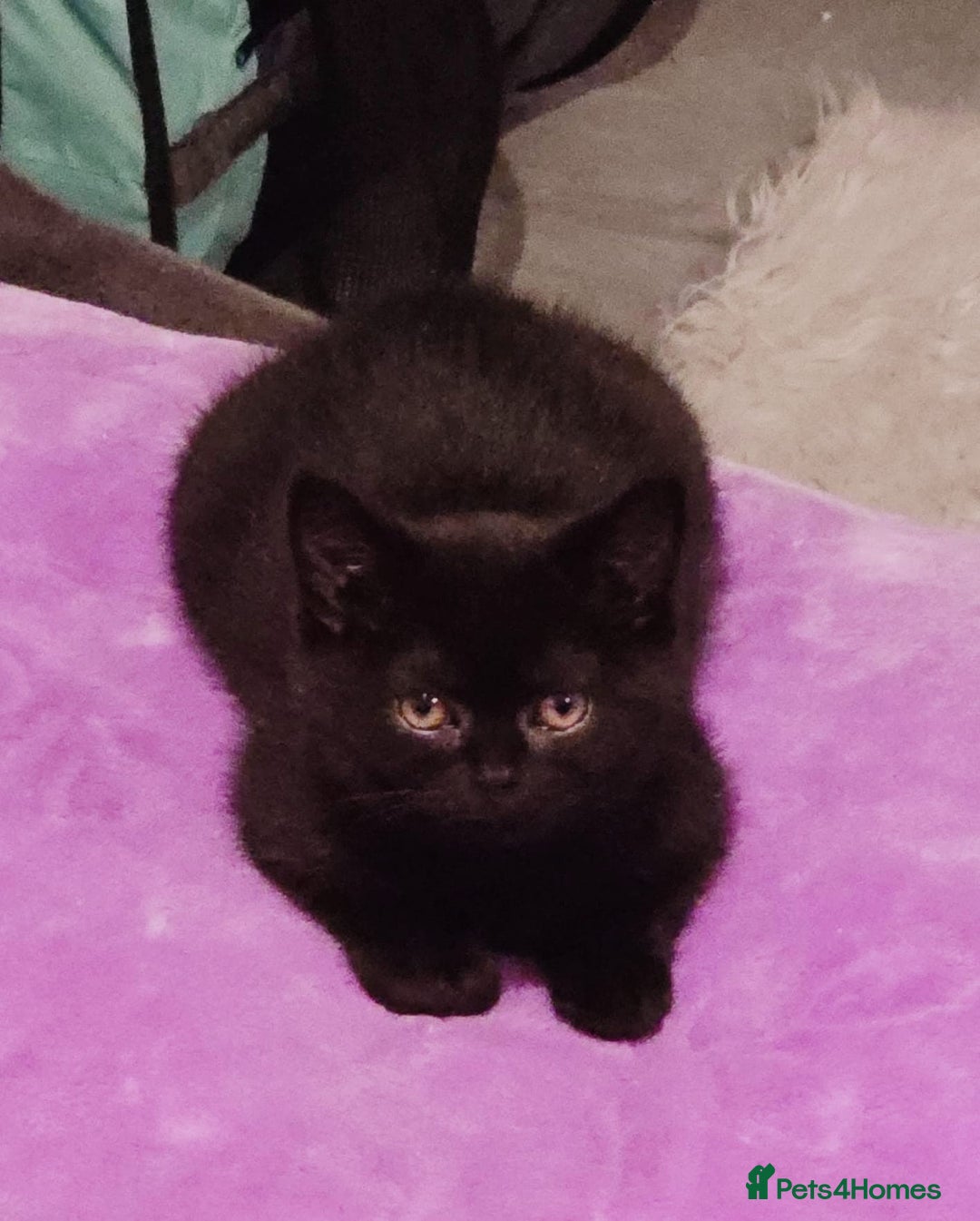 British Shorthair cats for sale: Last fluffy black BSH kitten!!  - Advert 5