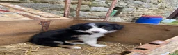 Border Collie dogs for sale: Tricoloured Border Collie Puppies - Advert 17