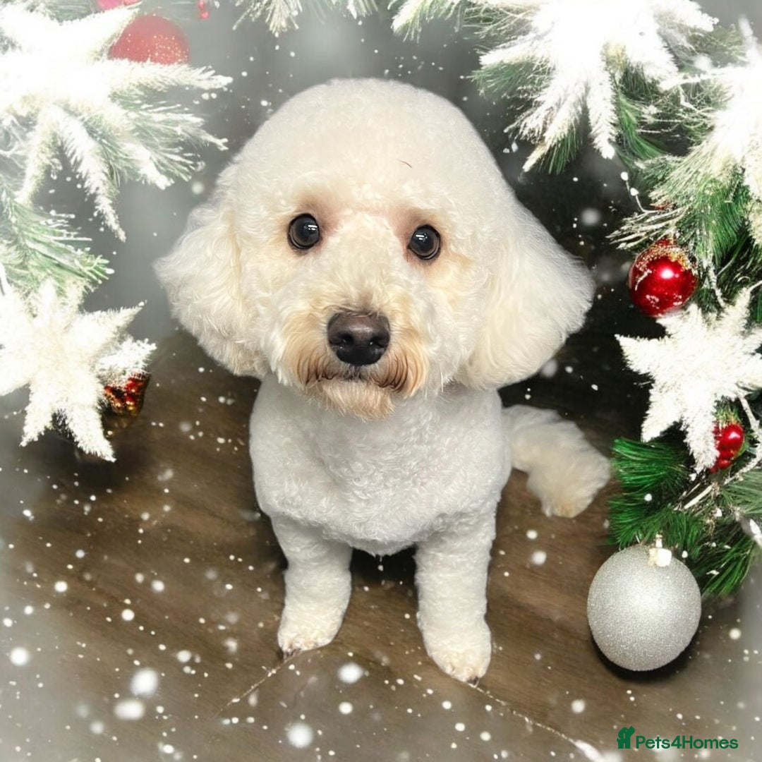 Poochon dogs for sale: Mother and son - Image 9