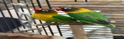 Ringnecks birds for sale: Quakers lime- blu love bird PRICE in add not free - Advert 10