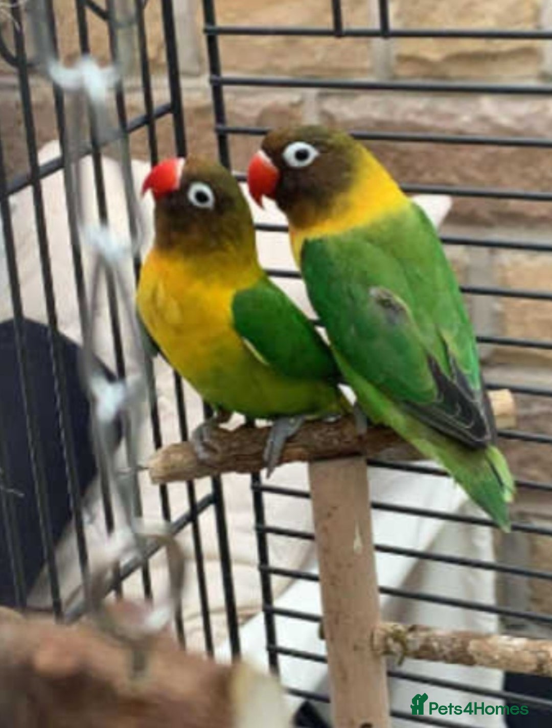 Ringnecks birds for sale: Quakers lime- blu love bird PRICE in add not free - Advert 10