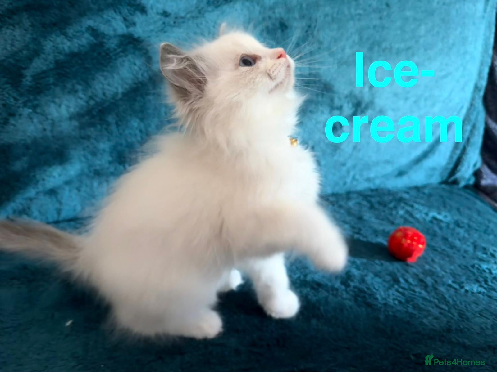 Ragdoll cats 5 pure bred ragdoll kittens - Advert 13