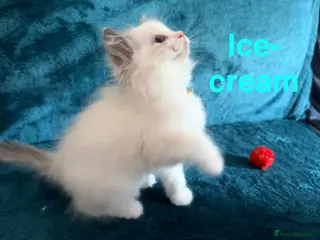 Ragdoll cats 5 pure bred ragdoll kittens - Advert 1