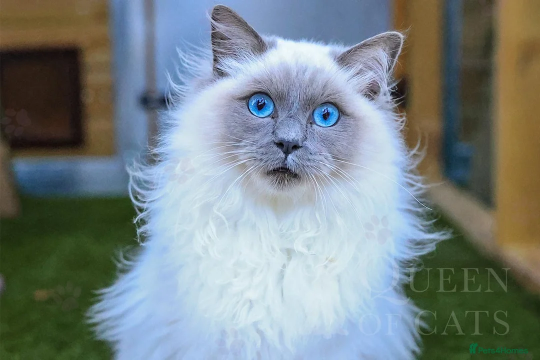 Ragdoll cats for stud: Handsome GCCF Ragdoll for Stud  in Diss - Advert 3