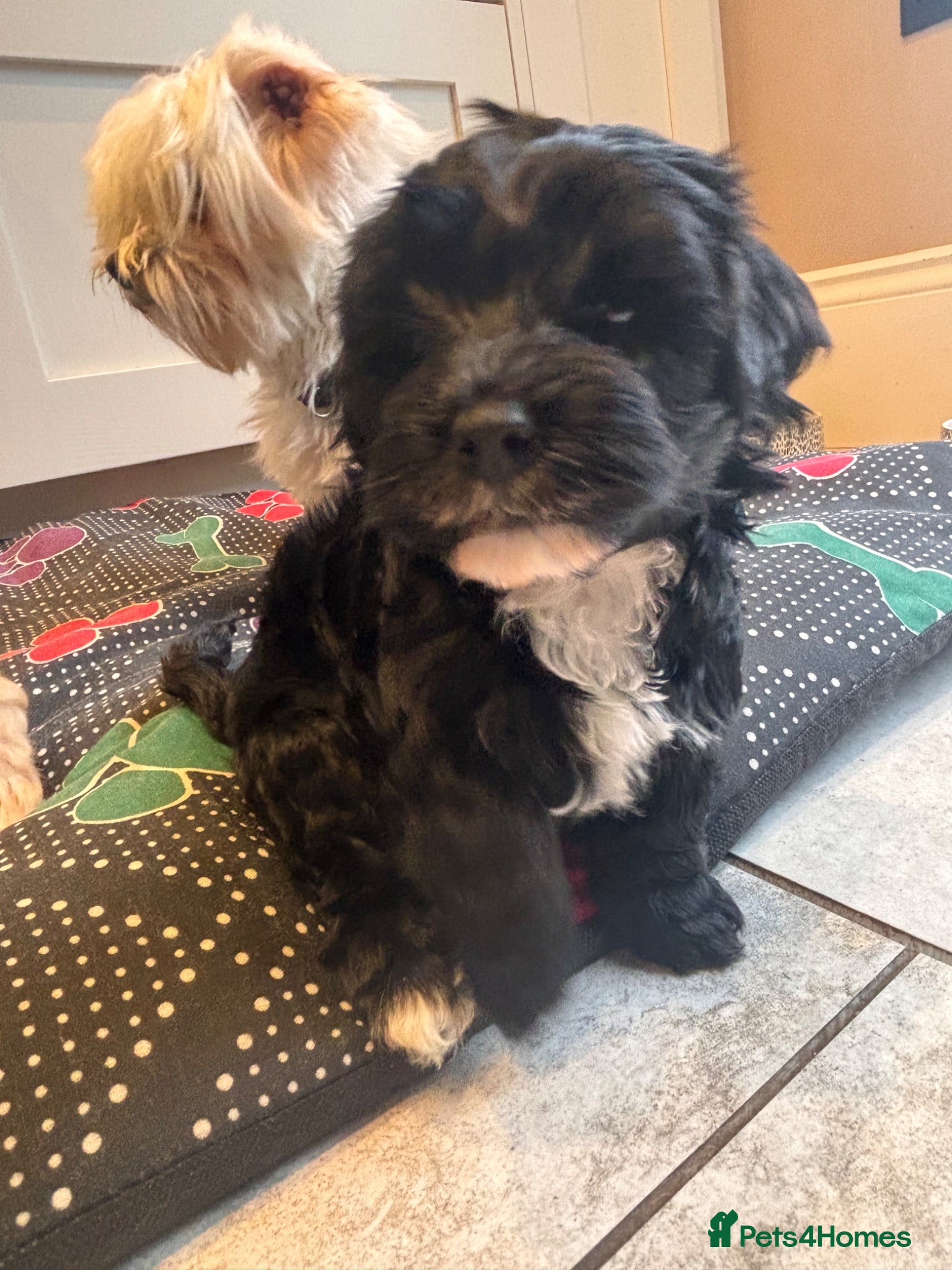 Maltipoo dogs ✨Extensively health tested pups ✨  - Advert 1
