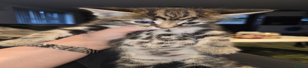  Kitten 5
