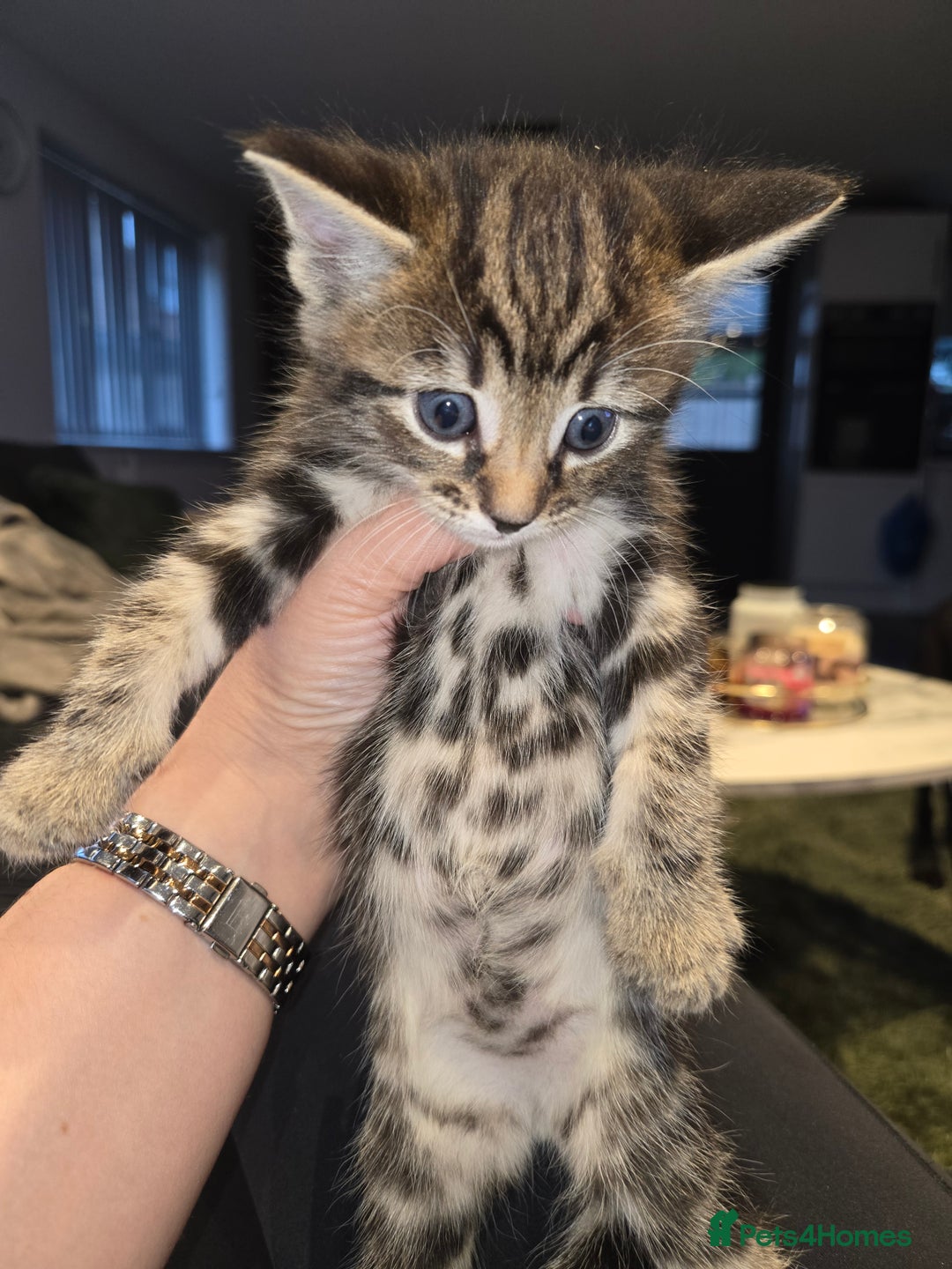 Ragdoll cats for sale: Ragdoll bengal mix  - Image 6