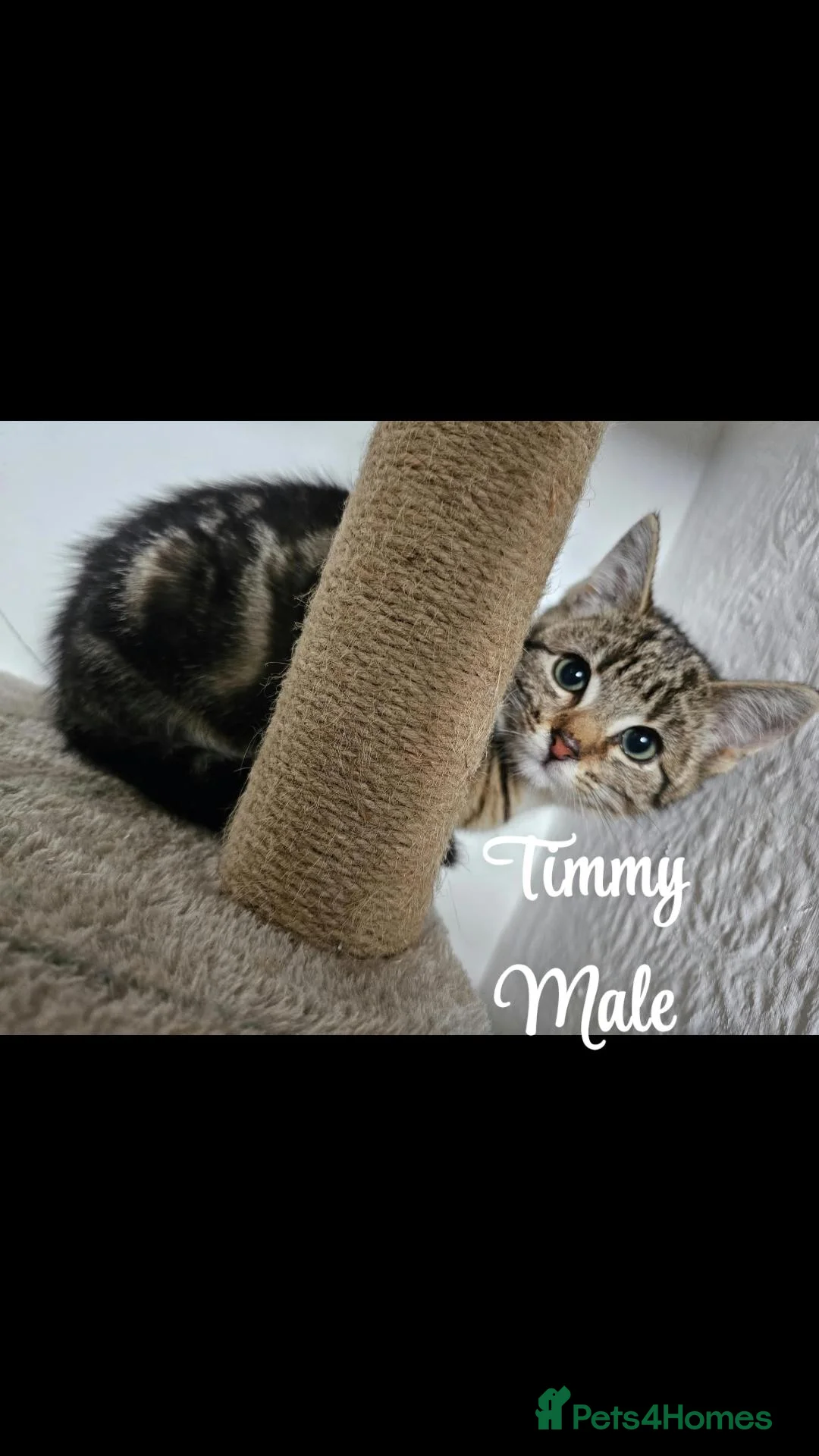 Mixed Breed cats for sale: Kittens  - Advert 5