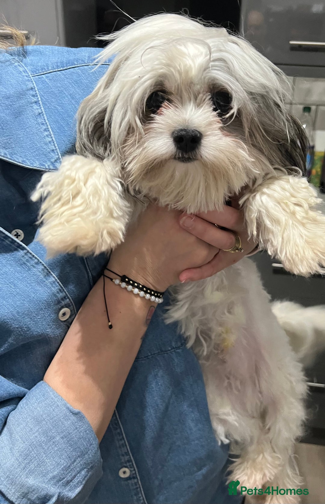 Maltipoo dogs for stud: PROVEN Minnie Gorgeous white and silver Stud - Image 1