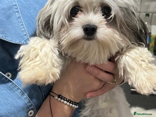 Maltipoo dogs - Advert 9