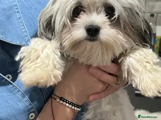 Maltipoo dogs PROVEN Minnie Gorgeous white and silver Maltipoo - Advert 5