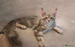 Maine Coon cats for sale: 3 Adorable Female Maine coon Kittens - Image 9