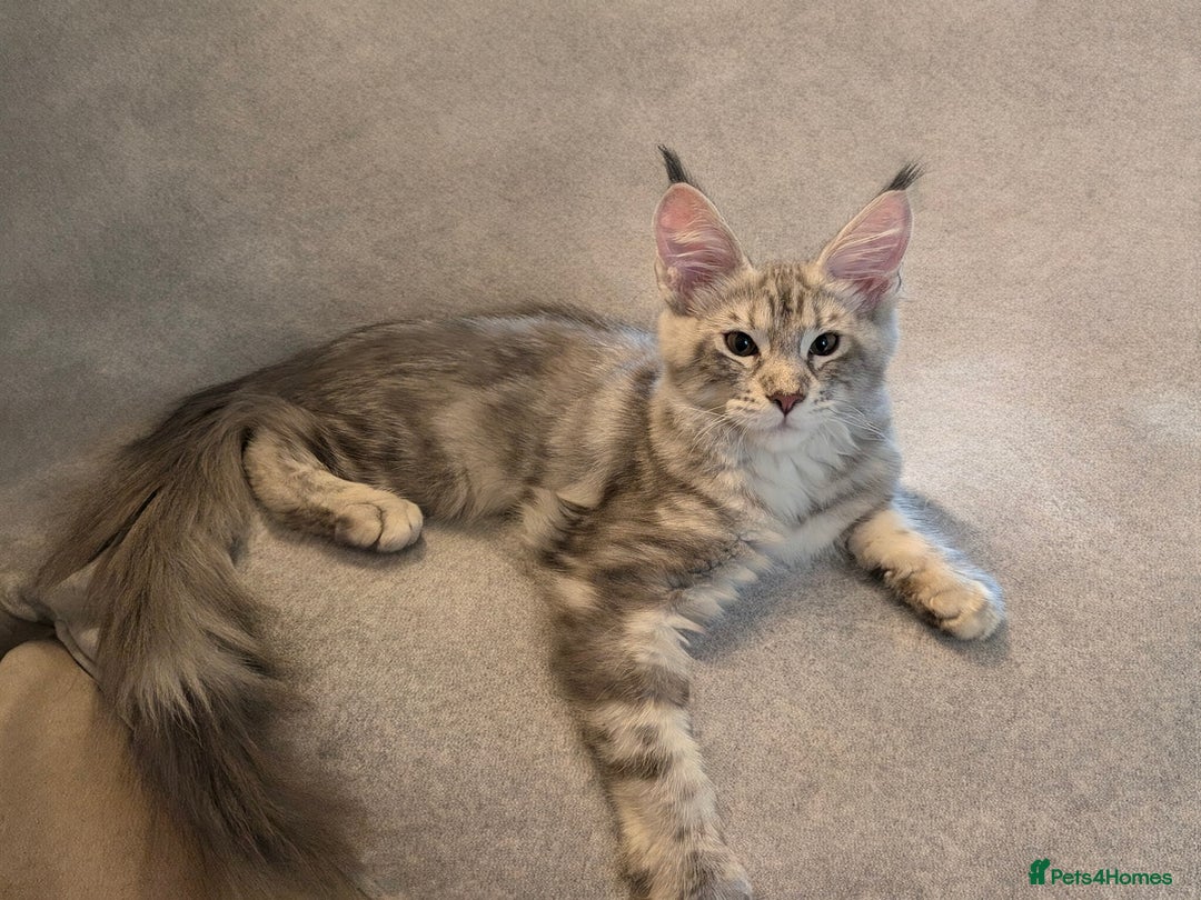 Maine Coon cats for sale: 3 Adorable Female Maine coon Kittens - Image 9