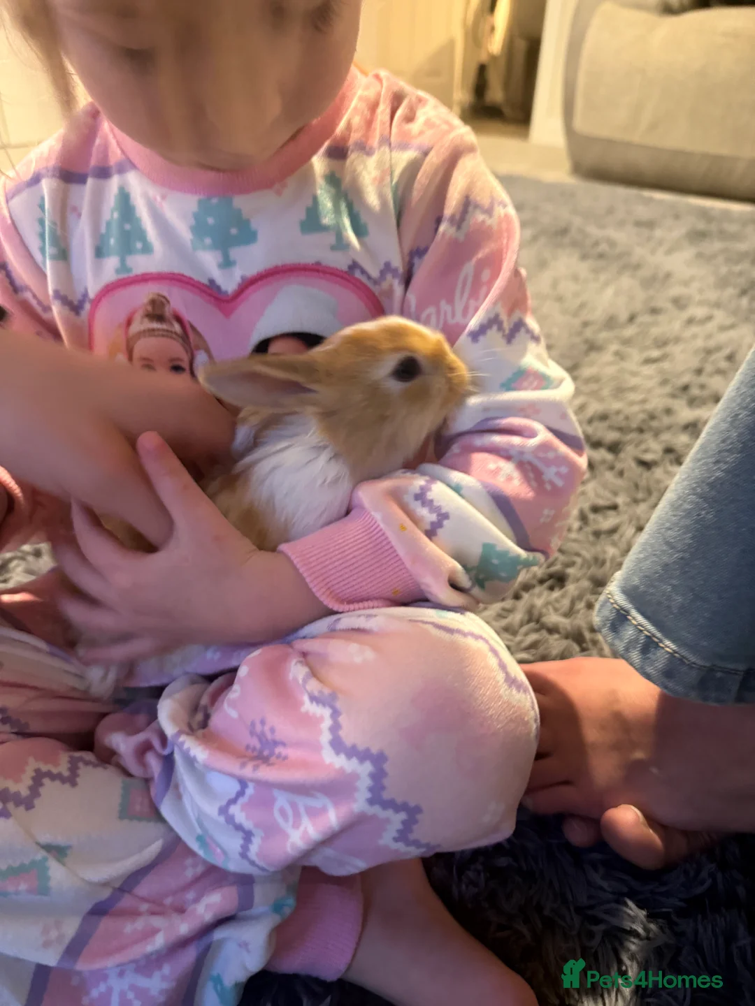 Mixed Breed rabbits for sale: Baby bunnies - Advert 3