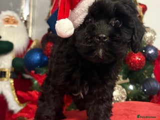 Cavapoo dogs Cavapoo puppy one beautiful little girl left - Advert 1