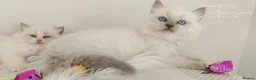 Ragdoll cats for sale: Beautiful Ragdoll kittens 😻😻😻😻 - Advert 16