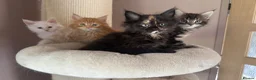 Maine Coon cats for sale: TICA & GCCF Maine coon Girl in Sheffield - Advert 4