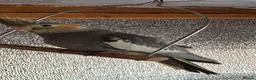 Mixed Breed birds for sale: Kakarikis, Cockatiel and bengalize finches  - Advert 8