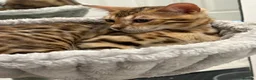 Bengal cats for sale: Bengal kittens  - Advert 14