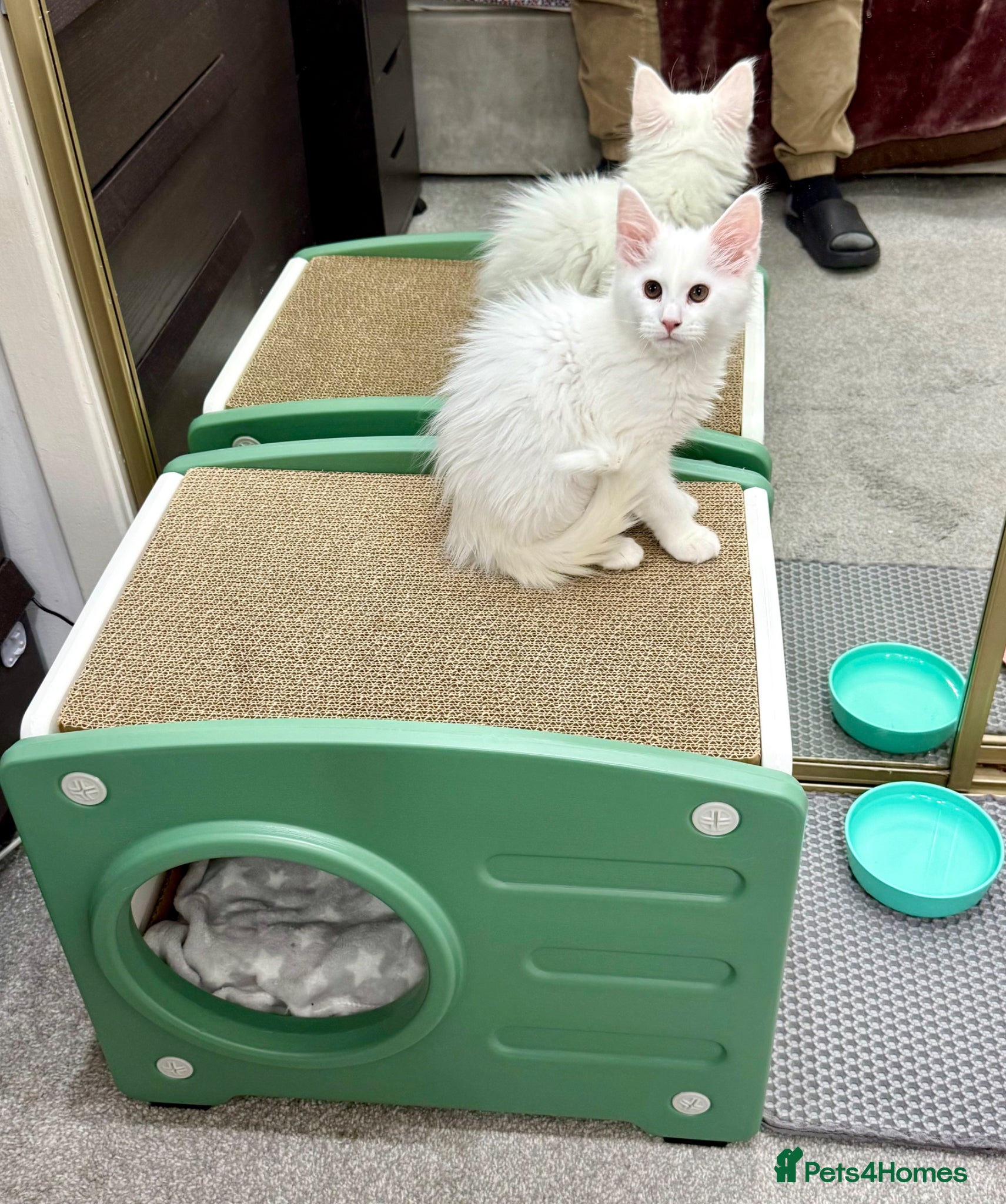 Maine Coon cats Purebred Pedigree XL Maine Coone Angora Kitten - Advert 4