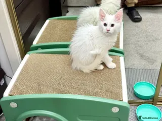 Maine Coon cats Purebred Pedigree XL Maine Coone Angora Kitten - Advert 4