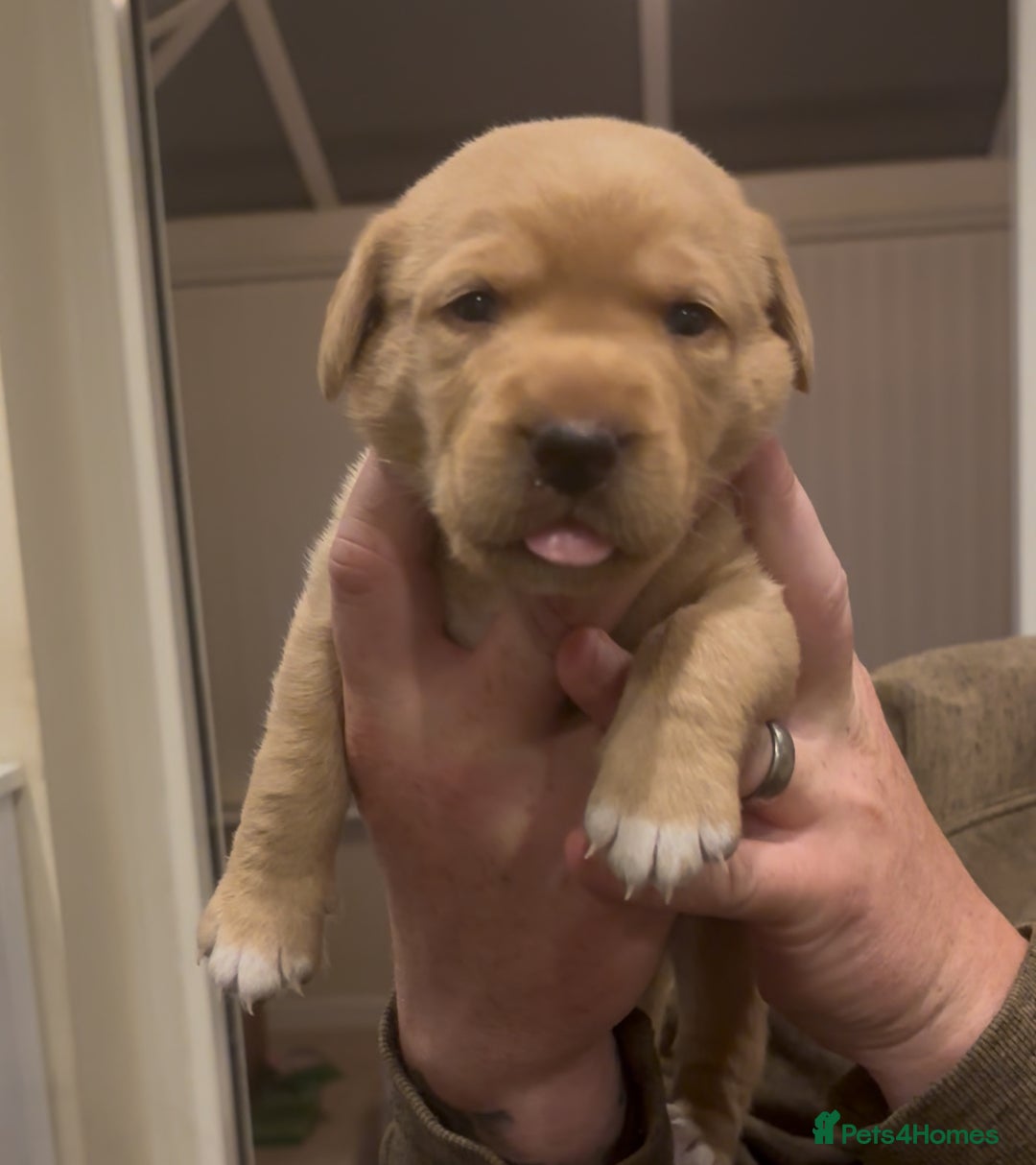 Springador dogs for sale: Labrador puppies (red/copper). Health checked.  - Image 8