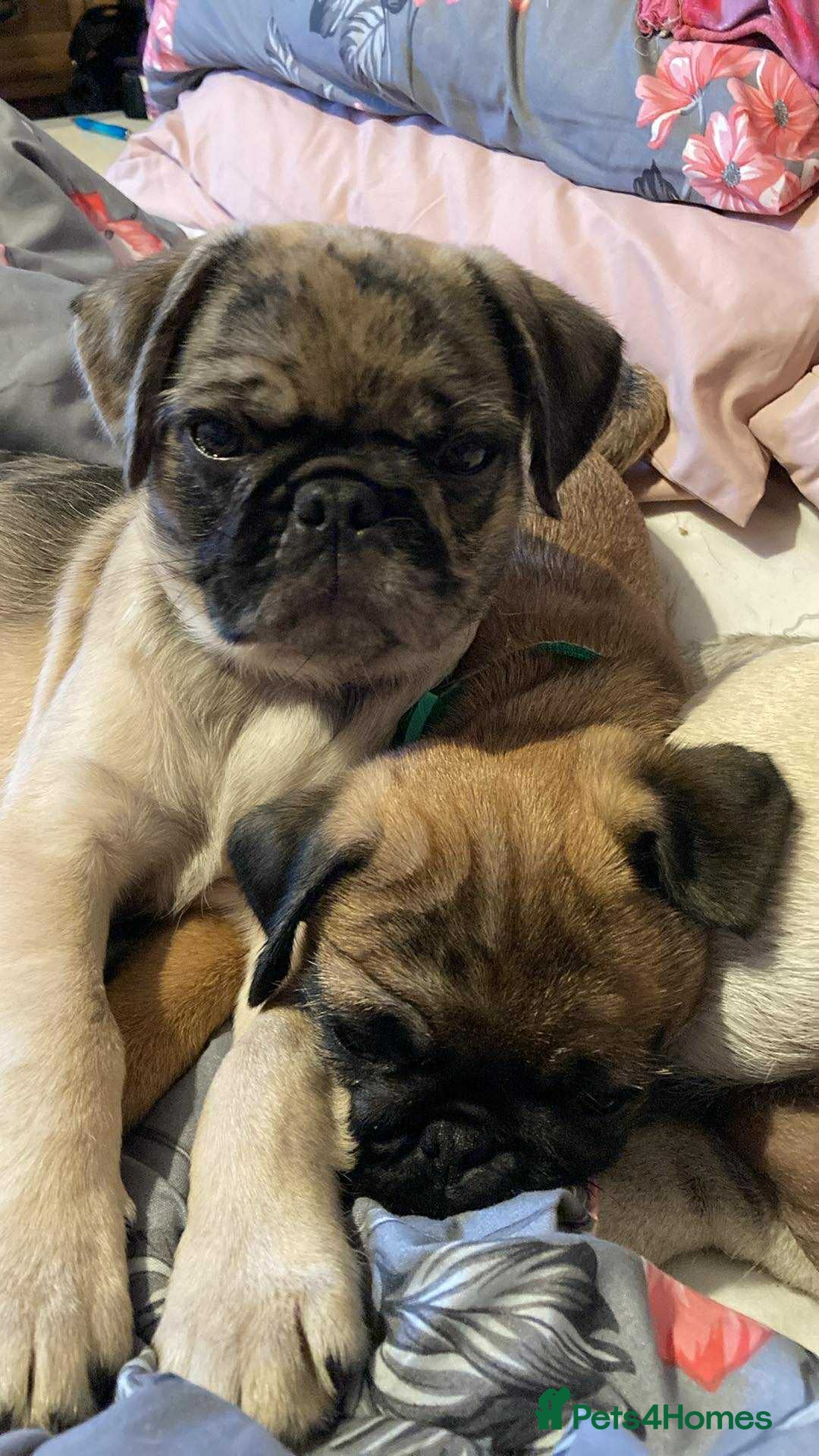 Pug dogs for sale: Pug puppies *2 BOYS LEFT!!* - Image 1