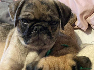 Pug dogs - Advert 12