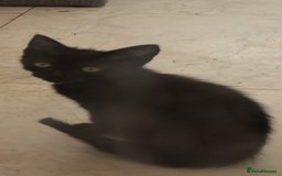 Mixed Breed cats for sale: Looking for there forever home 🏡 - Image 8