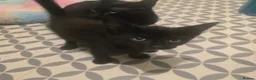 Mixed Breed cats for sale: 4 Gorgeous Kittens ( Price Varies)  - Advert 12