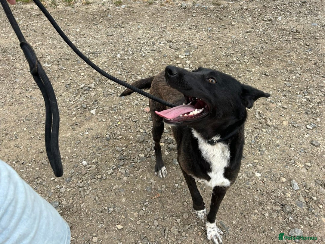 Mixed Breed dogs for adoption: Bethany -Norwich Norfolk  - Image 6